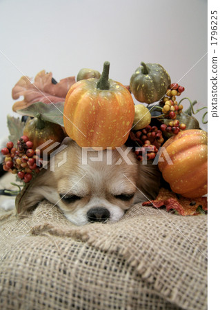 Halloween Chihuahua 1796225