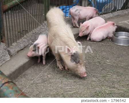 豬 動物 陸生動物 1796542