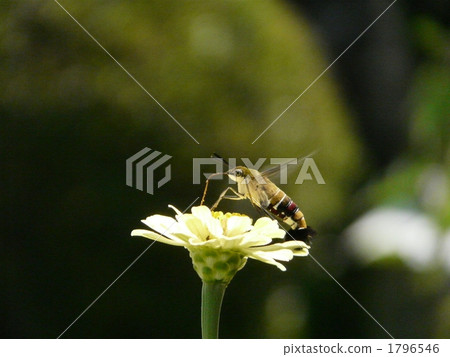 Sukasiba and Besshi 1796546