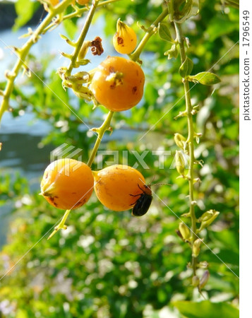 Duranta Takarazuka 1796549