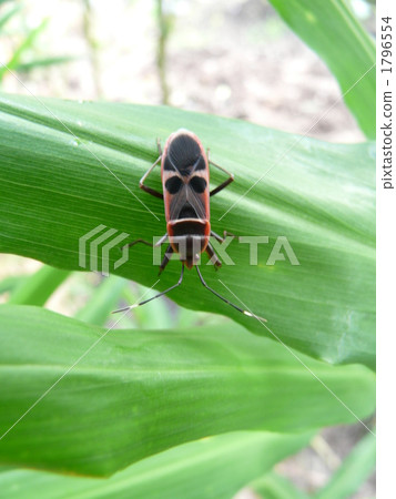 Bullfish bug Bullfish bug 1796554