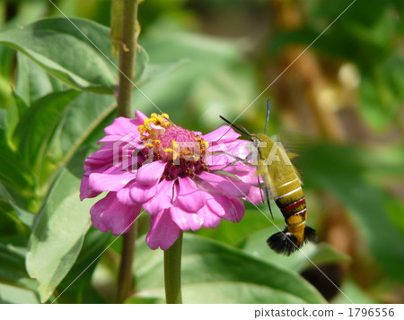 Sukasiba和Besshi 1796556