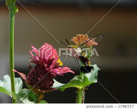 Sukasiba和Besshi 1796557