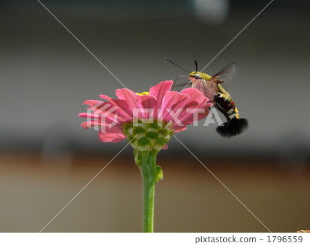 Sukasiba and Besshi Sukasiba and Besshi 1796559