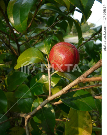 Camellia seeds 1796634