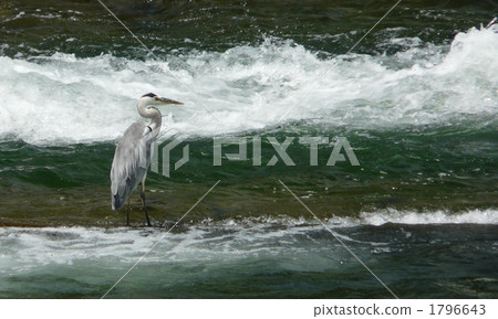 Fishery fishes Fishery fishes 1796643