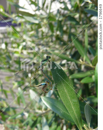 蜻蜓的心臟 蜻蜓的心臟 1796649