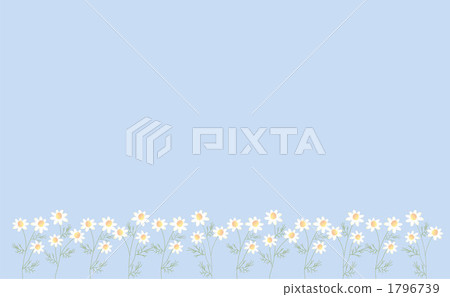 Chamomile 1796739