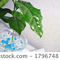 生態 1796748