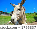 Donkey 1796837