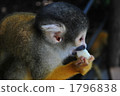 Bolivian squirrel monkey 1796838