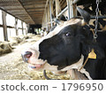 milk cow, dairy cattle, animal 1796950