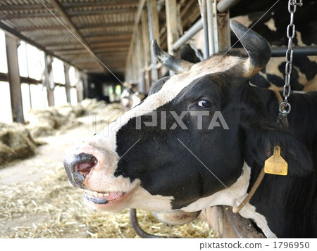 milk cow, dairy cattle, animal 1796950