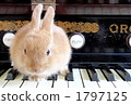 Usagi and Organ 1 1797125