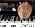 Usagi and Organ 2 1797131