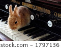 Usagi and Organ 1 1797136