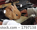 Rabbits and Organs 3 1797138
