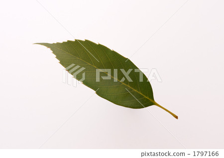 橡樹葉 1797166
