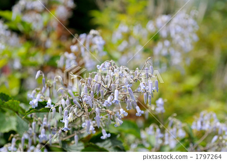 Kusabotan Kusabotan 1797264