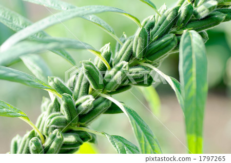 芝麻的種子 1797265