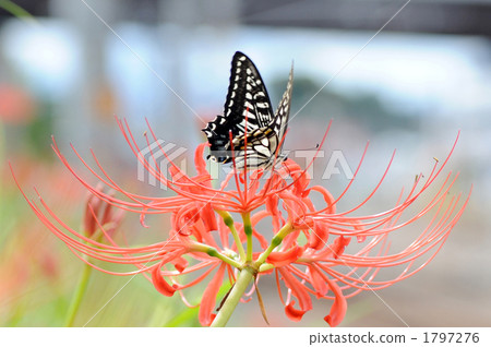 Caterpillar butterfly and Higanbana 1797276