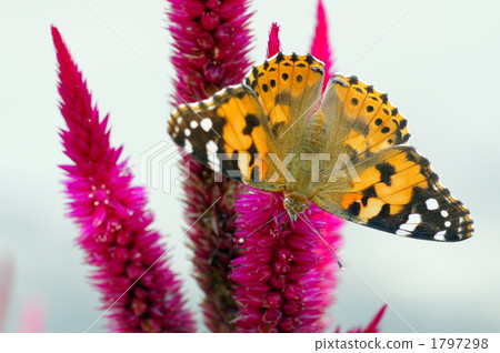 黃鉤蛺蝶 1797298