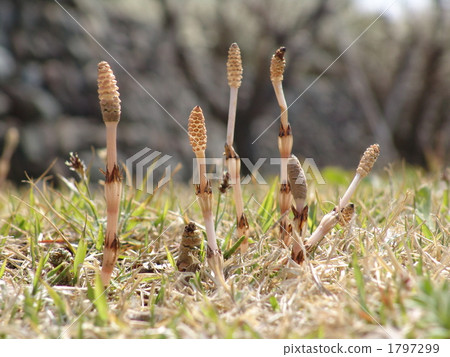 April Tsukushi · Toxacea 08 1797299