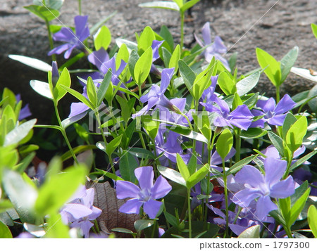 April Tunnitzichiensis · Lepidopterae 04 April Tunnitzichiensis · Lepidopterae 04 1797300