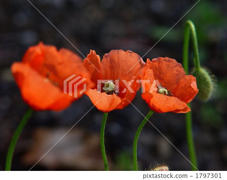 04 Nagami Hinagi · Poppyidae 03 1797301