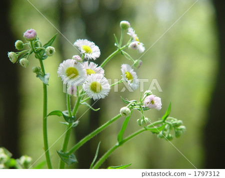 April Haldion · Asteraceae 02 1797312