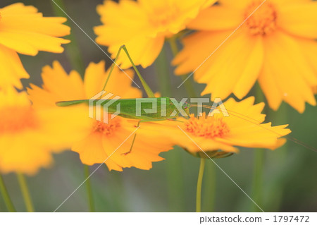 Tuber beetle and golden chrysanthemum Tuber beetle and golden chrysanthemum 1797472