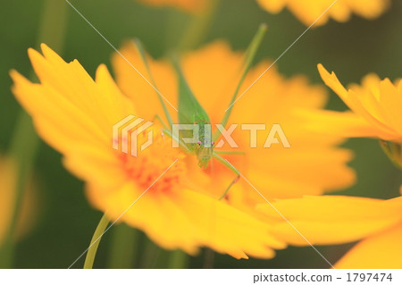 Tuber beetle and golden chrysanthemum 1797474
