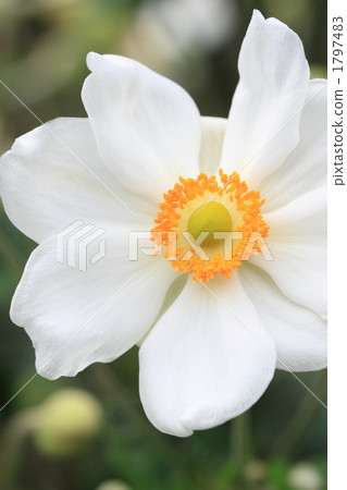 Shumayikiku Shumayikiku 1797483