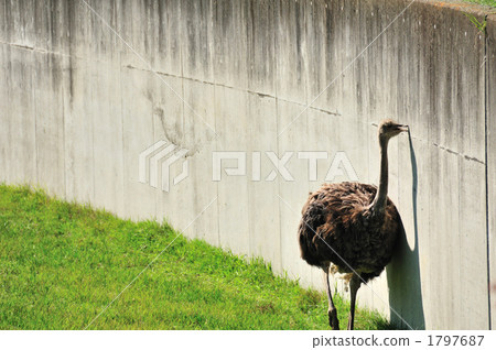 Ostrich Ostrich 1797687