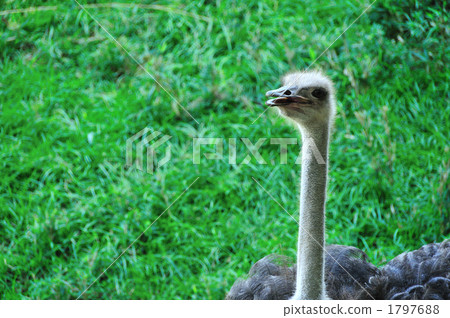 Ostrich 1797688
