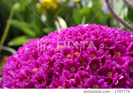 Cineraria Cineraria 1797779