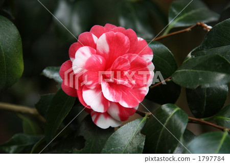 Yukitsubaki "Doncho" 1797784