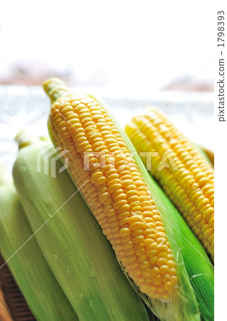 甜玉米 1798393