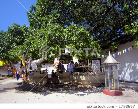 linden linden 1798697