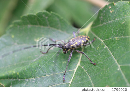 Kamikiri Kamikiri on mulberry leaves 1799020