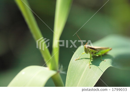 Locust on the leaves Locust on the leaves 1799033