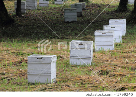 Honeycomb Box 1799240