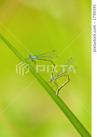 Hosomite Tombo 1799395