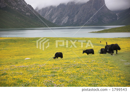 Yaku at Tibetan Plateau Garden 1799543