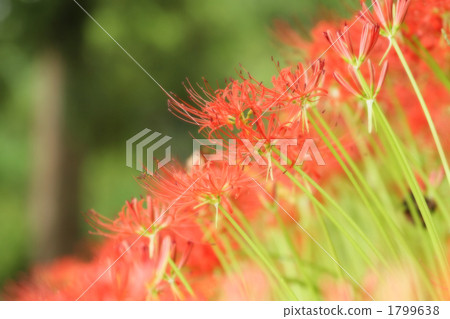 Soft autumn sunshine and cluster amaryllis 1799638