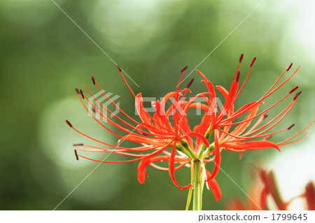 A cluster amaryllis wrapped in light 1799645