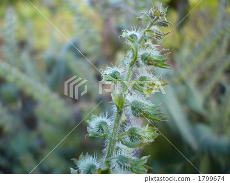 紫蘇 特寫 植物 1799674