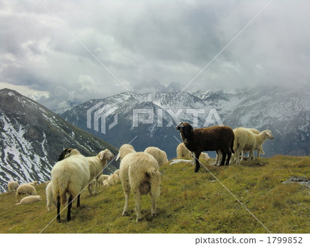 一群羊在山上 1799852