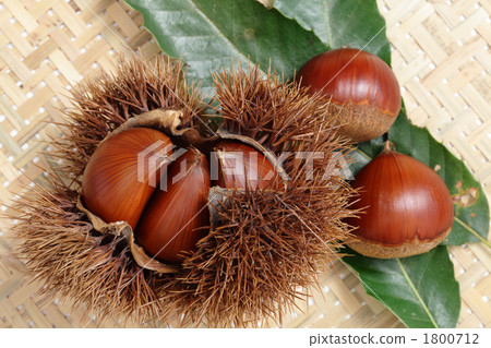 竹猴上的Ighagri 1800712