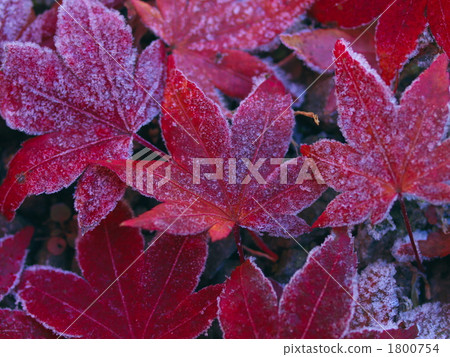 紅葉 霜 葉 1800754